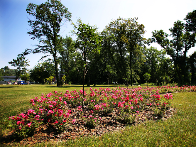 Ozdobne kwiaty zasadzone w parku przyosiedlowym